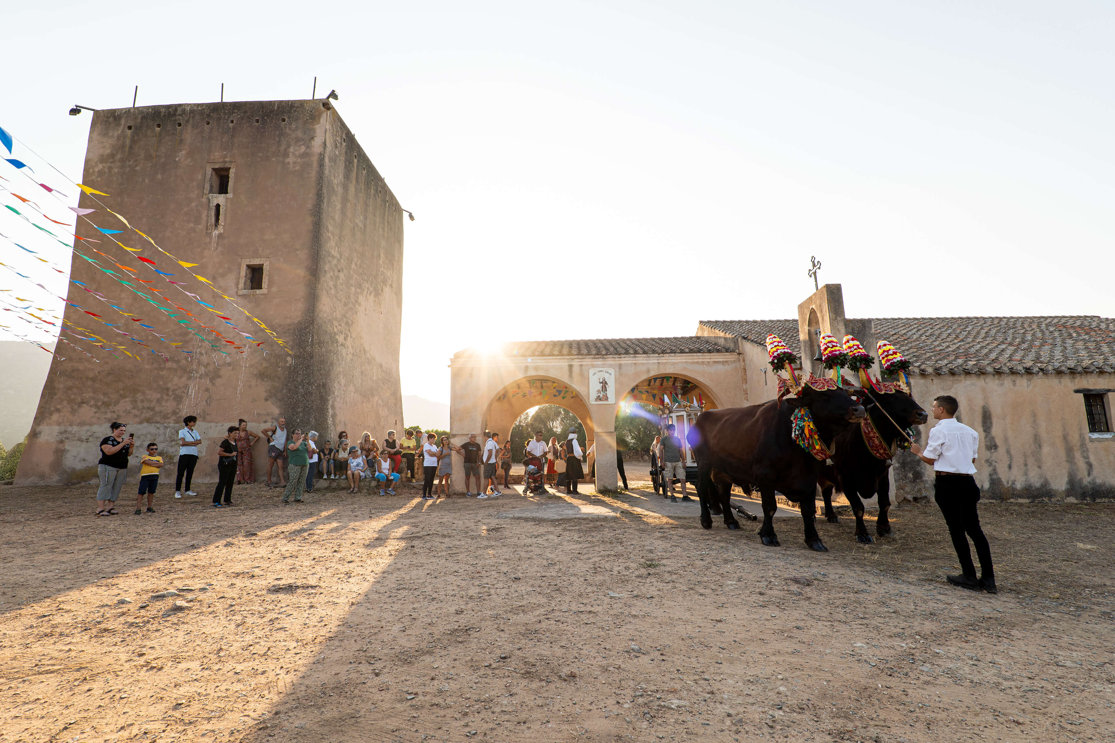 Teulada, festa di Sant’Isidoro. Preparazione del carro a buoi per il trasporto del simulacro